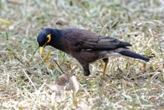 Martin triste - Acridotheres tristis - Common Myna<br>Tamil Nadu - தமிழ் நாடு 