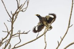 Martin triste - Acridotheres tristis - Common Myna<br>Tamil Nadu - தமிழ் நாடு 