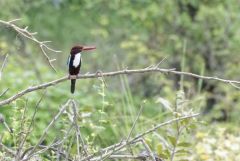 Martin-chasseur de Smyrne - Halcyon smyrnensis - White-throated Kingfisher <br>Tamil Nadu - தமிழ் நாடு 