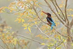 Martin-chasseur de Smyrne - Halcyon smyrnensis - White-throated Kingfisher <br>Tamil Nadu - தமிழ் நாடு 