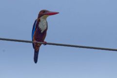 Martin-chasseur de Smyrne - Halcyon smyrnensis - White-throated Kingfisher <br>Tamil Nadu - தமிழ் நாடு 