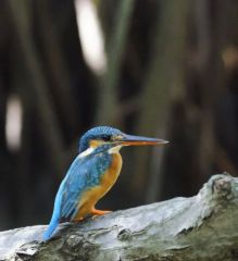 Martin-pêcheur d'Europe - Alcedo atthis - Common Kingfisher<br>Tamil Nadu - தமிழ் நாடு - Pichavaram