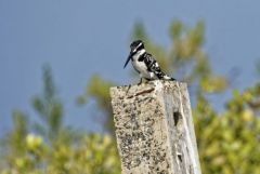 Martin-pêcheur pie - Ceryle rudis - Pied Kingfisher<br>Tamil Nadu - தமிழ் நாடு  - Pichavaram