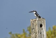 Martin-pêcheur pie - Ceryle rudis - Pied Kingfisher<br>Tamil Nadu - தமிழ் நாடு - Pichavaram