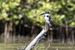 Martin-pêcheur pie - Ceryle rudis - Pied Kingfisher<br>Tamil Nadu - தமிழ் நாடு - Pichavaram