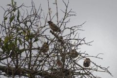 Merle à tête grise - Turdus rubrocanus - Chestnut Thrush<br>Tamil Nadu - தமிழ் நாடு  