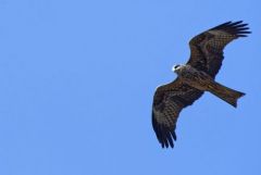 Milan noir - Milvus migrans - Black Kite<br>Tamil Nadu - தமிழ் நாடு 