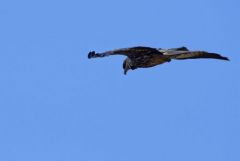 Milan noir - Milvus migrans - Black Kite<br>Tamil Nadu - தமிழ் நாடு 