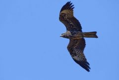 Milan noir - Milvus migrans - Black Kite<br>Tamil Nadu - தமிழ் நாடு 