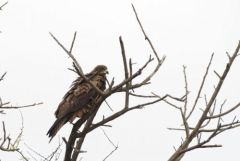 Milan noir - Milvus migrans - Black Kite<br>Tamil Nadu - தமிழ் நாடு 