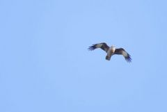 Milan sacré - Haliastur indus - Brahminy Kite<br>Tamil Nadu - தமிழ் நாடு 