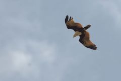 Milan sacré - Haliastur indus - Brahminy Kite<br>Tamil Nadu - தமிழ் நாடு 