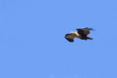 Milan sacré juvénile - Haliastur indus - Brahminy Kite<br>Tamil Nadu - தமிழ் நாடு 