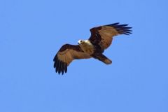 Milan sacré - Haliastur indus - Brahminy Kite<br>Tamil Nadu - தமிழ் நாடு 