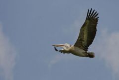 Pélican à bec tacheté - Pelecanus philippensis - Spot-billed Pelican<br>Tamil Nadu - தமிழ் நாடு  - Vedanthangal