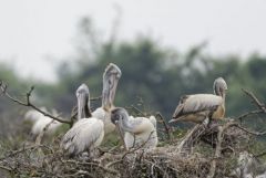 Pélican à bec tacheté - Pelecanus philippensis - Spot-billed Pelican<br>Tamil Nadu - தமிழ் நாடு  - Vedanthangal