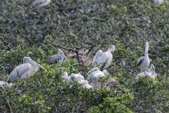 Pélican à bec tacheté - Pelecanus philippensis - Spot-billed Pelican<br>Tamil Nadu - தமிழ் நாடு  - Vedanthangal