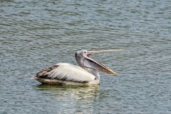 Pélican à bec tacheté - Pelecanus philippensis - Spot-billed Pelican<br>Tamil Nadu - தமிழ் நாடு  - Vedanthangal