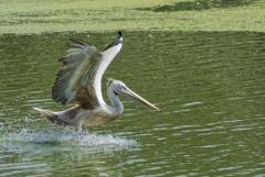 Pélican à bec tacheté - Pelecanus philippensis - Spot-billed Pelican<br>Tamil Nadu - தமிழ் நாடு  - Vedanthangal