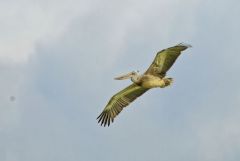 Pélican à bec tacheté - Pelecanus philippensis - Spot-billed Pelican<br>Tamil Nadu - தமிழ் நாடு  - Vedanthangal