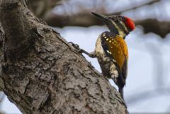 Pic du Bengale - Dinopium benghalense - Black-rumped Flameback<br>Tamil Nadu - தமிழ் நாடு  - Vedanthangal