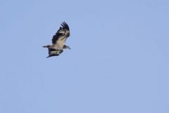 Pygargue blagre.html - Haliaeetus leucogaster - White-bellied Sea Eagle<br>Goa - Sinquerim-