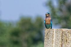 Rollier indien - Coracias benghalensis - Indian Roller<br>Tamil Nadu - தமிழ் நாடு  