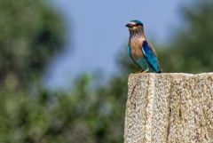 Rollier indien - Coracias benghalensis - Indian Roller<br>Tamil Nadu - தமிழ் நாடு  