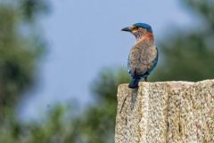 Rollier indien - Coracias benghalensis - Indian Roller<br>Tamil Nadu - தமிழ் நாடு  