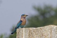 Rollier indien - Coracias benghalensis - Indian Roller<br>Tamil Nadu - தமிழ் நாடு  