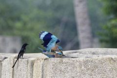 Rollier indien - Coracias benghalensis - Indian Roller<br>Tamil Nadu - தமிழ் நாடு  