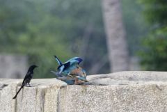 Rollier indien - Coracias benghalensis - Indian Roller<br>Tamil Nadu - தமிழ் நாடு  