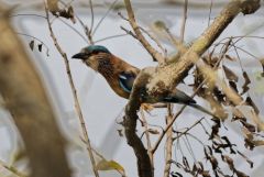 Rollier indien - Coracias benghalensis - Indian Roller<br>Tamil Nadu - தமிழ் நாடு  - Vedanthangal