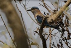 Rollier indien - Coracias benghalensis - Indian Roller<br>Tamil Nadu - தமிழ் நாடு  - Vedanthangal