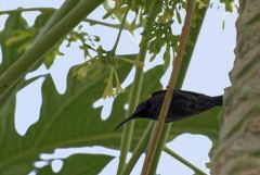 Souimanga de Loten - Cinnyris lotenius - Loten's Sunbird<br>Tamil Nadu - தமிழ் நாடு