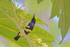 Souimanga de Loten - Cinnyris lotenius - Loten's Sunbird<br>Tamil Nadu - தமிழ் நாடு