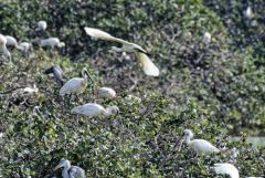 Spatule blanche - Platalea leucorodia - Eurasian Spoonbill<br>Tamil Nadu - தமிழ் நாடு  - Vedanthangal