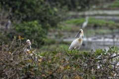 Spatule blanche - Platalea leucorodia - Eurasian Spoonbill<br>Tamil Nadu - தமிழ் நாடு  - Vedanthangal