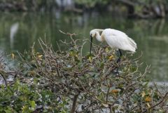 Spatule blanche - Platalea leucorodia - Eurasian Spoonbill<br>Tamil Nadu - தமிழ் நாடு  - Vedanthangal