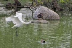 Spatule blanche - Platalea leucorodia - Eurasian Spoonbill<br>Tamil Nadu - தமிழ் நாடு  - Vedanthangal