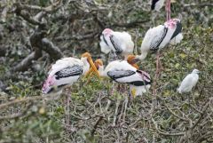 Tantale indien - Mycteria leucocephala - Painted Stork<br>Tamil Nadu - தமிழ் நாடு - Vedanthangal