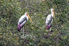 Tantale indien - Mycteria leucocephala - Painted Stork<br>Tamil Nadu - தமிழ் நாடு - Vedanthangal