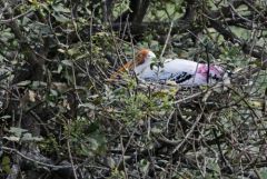 Tantale indien - Mycteria leucocephala - Painted Stork<br>Tamil Nadu - தமிழ் நாடு - Vedanthangal