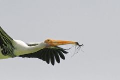 Tantale indien - Mycteria leucocephala - Painted Stork<br>Tamil Nadu - தமிழ் நாடு - Vedanthangal