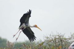 Tantale indien - Mycteria leucocephala - Painted Stork<br>Tamil Nadu - தமிழ் நாடு - Vedanthangal