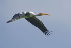 Tantale indien - Mycteria leucocephala - Painted Stork<br>Tamil Nadu - தமிழ் நாடு - Vedanthangal