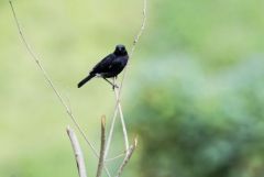 Tarier pie - Saxicola caprata - Pied Bush Chat<br>Tamil Nadu - தமிழ் நாடு  - Nilgiris