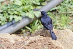 Tarier pie - Saxicola caprata - Pied Bush Chat<br>Tamil Nadu - தமிழ் நாடு  - Nilgiris