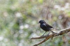 Tarier pie - Saxicola caprata - Pied Bush Chat<br>Tamil Nadu - தமிழ் நாடு  - Nilgiris