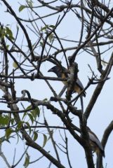 Témia vagabonde - Dendrocitta vagabunda - Rufous Treepie<br>Tamil Nadu - தமிழ் நாடு  